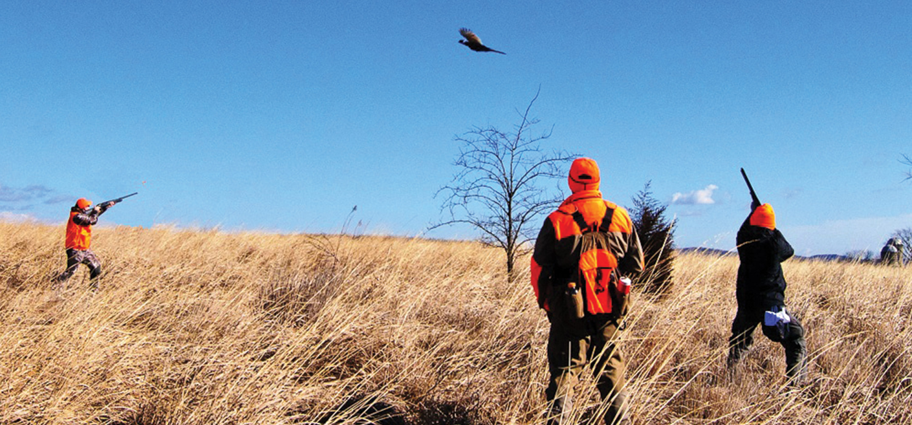 Pheasant Hunting Photo