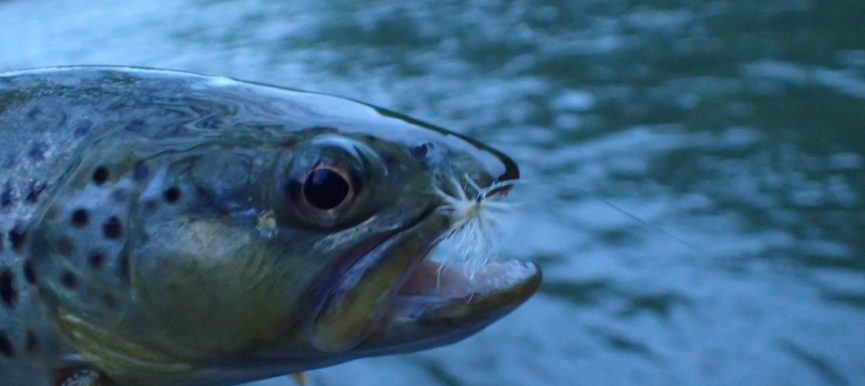 Dry Fly Fishing: A Couple Tips for the Little Juniata