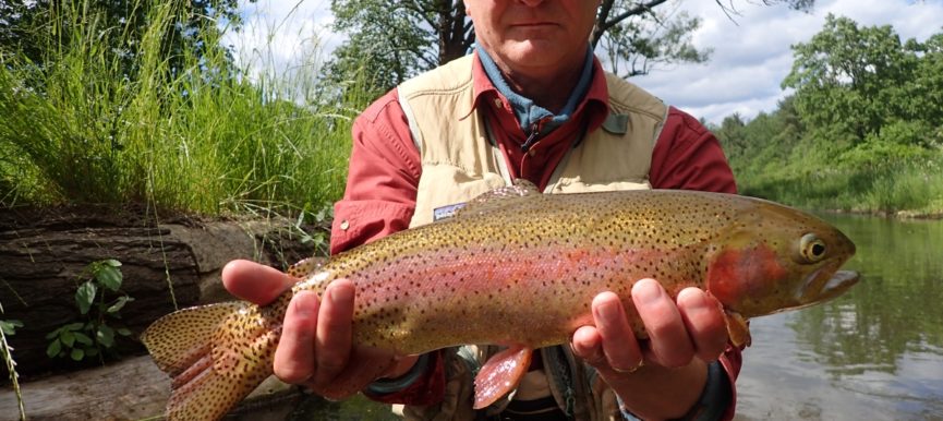 Dry Fly Fishing: Refusals
