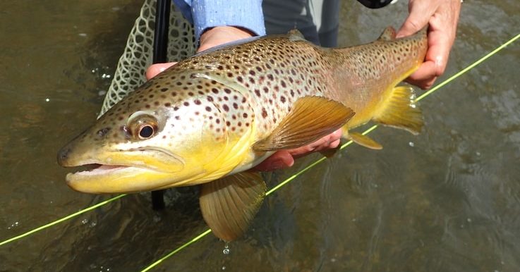 Consistent Rain, Extra Water, and How it Affects the Trout Fishing