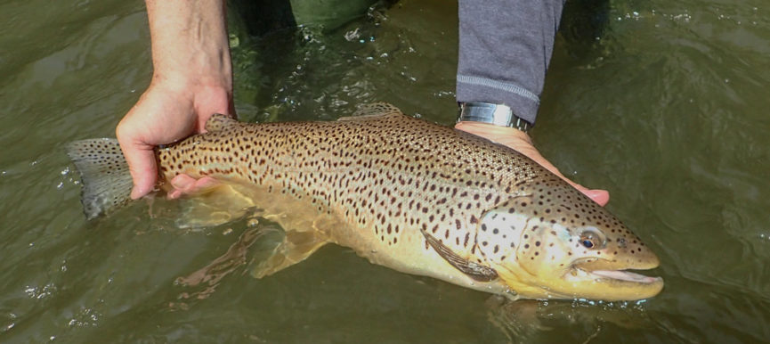 Fly Fishing High Water: 3 Valuable Tips for Fighting Large Trout