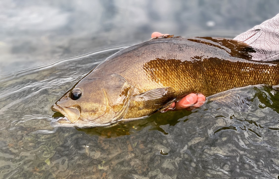 HomeWaters Fly Fishing: Catching Summer Smallmouth on Poppers